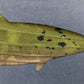Trout Metal Wall Art on Reclaimed Wood, 12.5 Inch Fishing Decor, Fisherman Gift