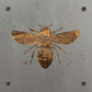 Honey Bee Metal Wall Art on Reclaimed Wood, Bee Kitchen Decor, Beekeeper Gift, 5.5 Inch Square Steel Sign, Bumble Bee Sign