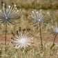 Metal Dandelion Garden Stake: Rustic Yard Art Decor