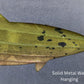 Painted Trout Metal Wall Art on Reclaimed Wood, 12.5 Inch Lodge Decor, Angler Gift, Fly Fishing Art, Fishing Cabin Decor, Fisherman Gift